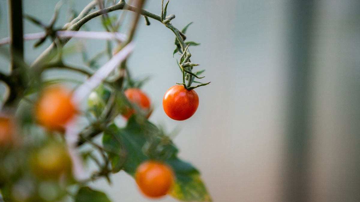 Warzywa z resztek hodowane są w domowych warunkach.