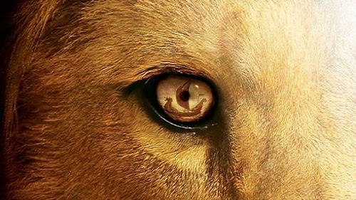 Powrót do Narnii [zwiastun] 1