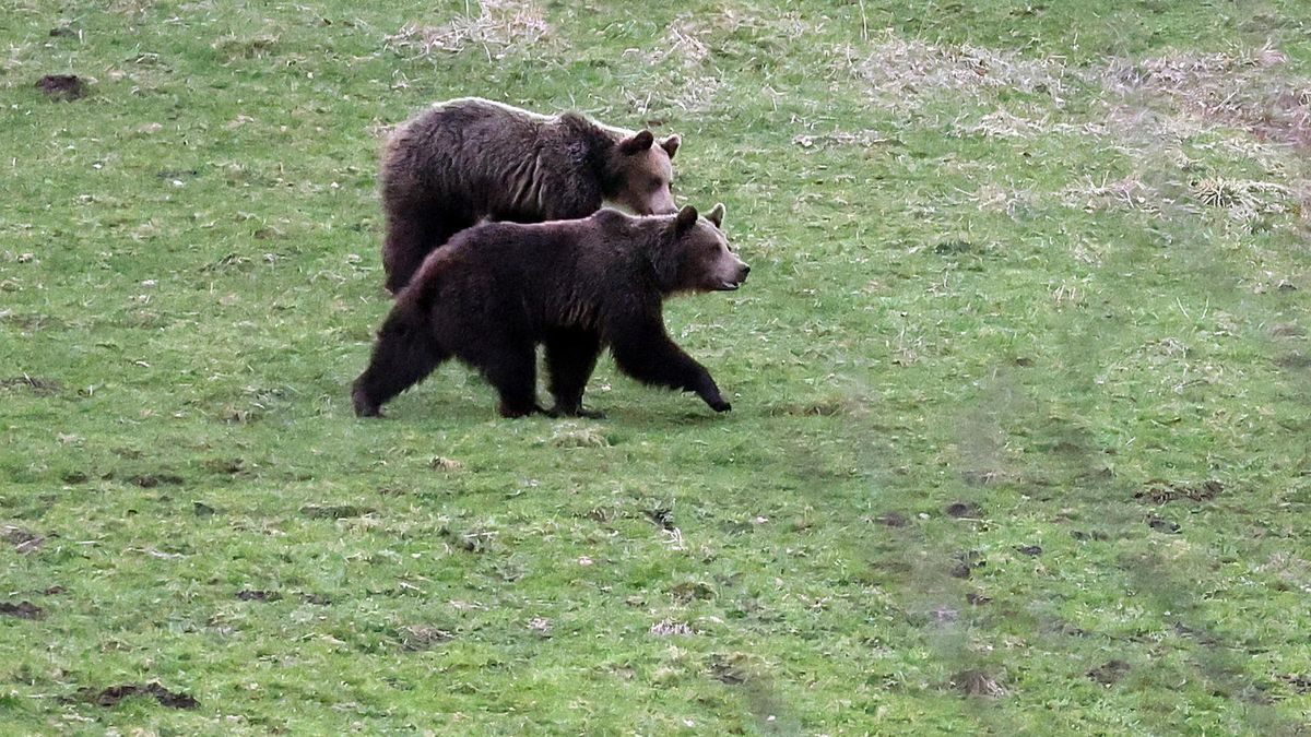 Niedźwiedzie brunatne nie są  już rzadkością