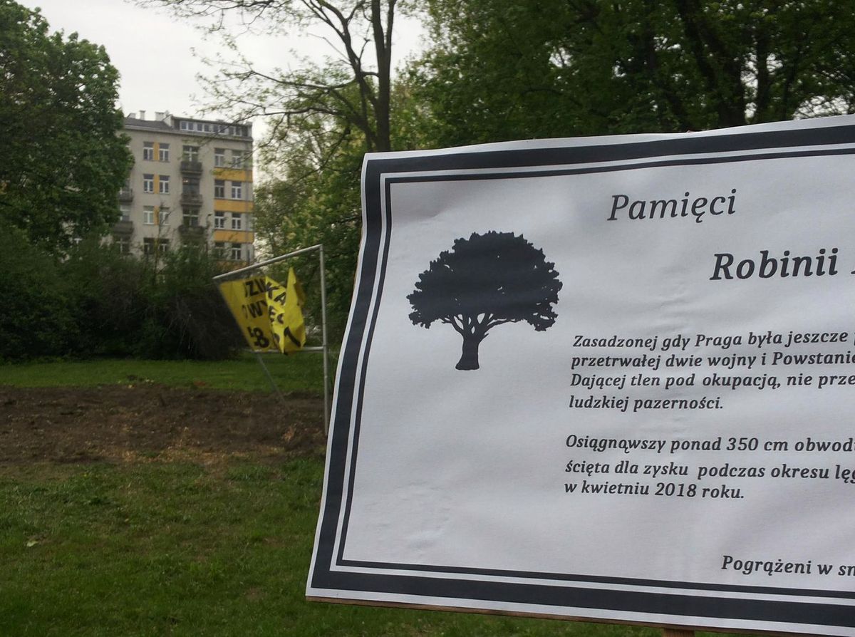 Mieszkańcy Pragi żegnają ścięte drzewo. Przygotowali nekrolog