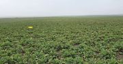 Żółte pułapki na szkodniki rzepaku w pszenicy? Ten trik może uratować plon