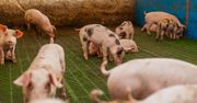 Rusza pomoc dla producentów trzody chlewnej. Sprawdź, kto może dostać refundację