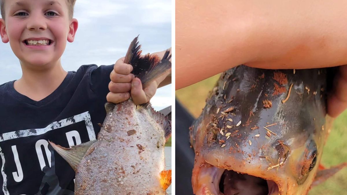 11-latek ze stawu wyłowił inwazyjny gatunek ryby