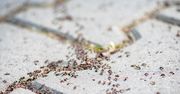 Rozsyp przy gnieździe. Po mrówkach nie zostanie ślad
