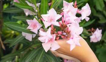 Niebezpieczne dla dzieci i zwierząt. Mogą być w ogrodzie i w domu