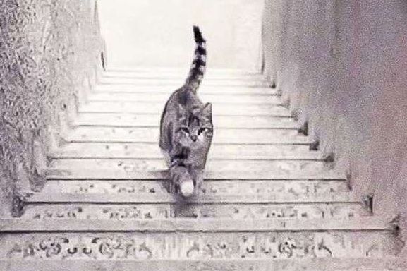 Test obrazkowy. Kot wchodzi po schodach czy schodzi?