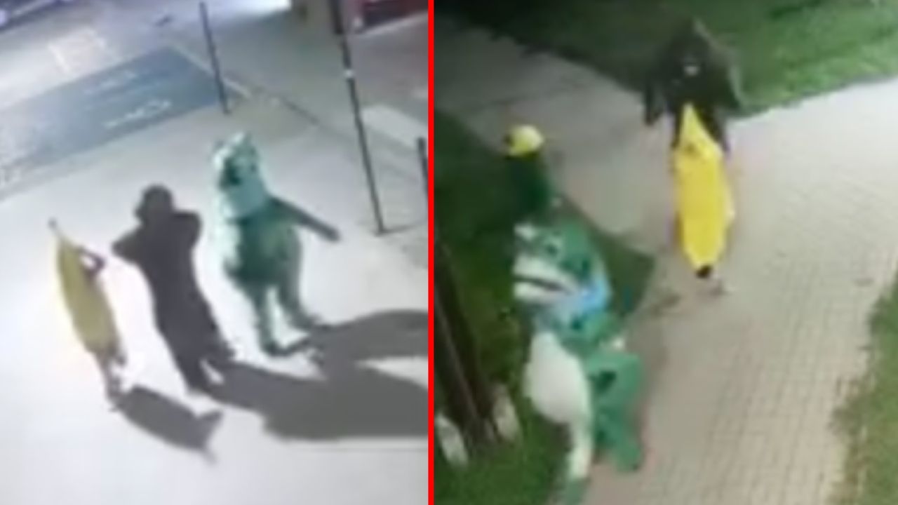 Żaba, goryl i banan poszli na spacer. Nietypowe nagranie z Włodawy