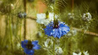 Wielka szansa dla małych gospodarstw. Jest jeden warunek