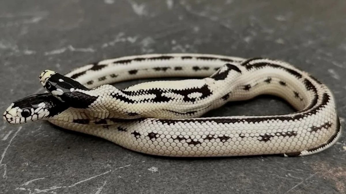 W Kalifornii żyje dwugłowy wąż.