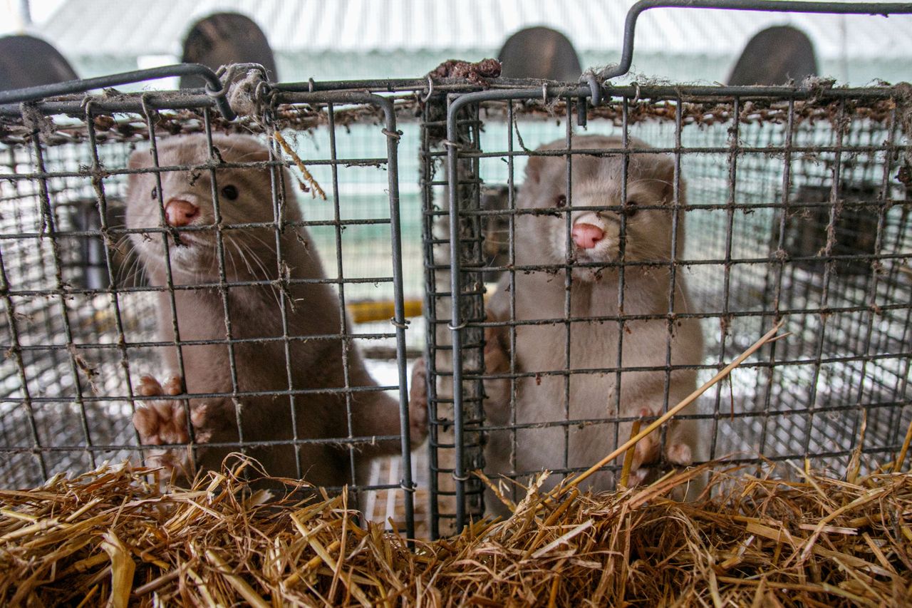 Pużyce: Horror zwierząt na pomorskiej fermie