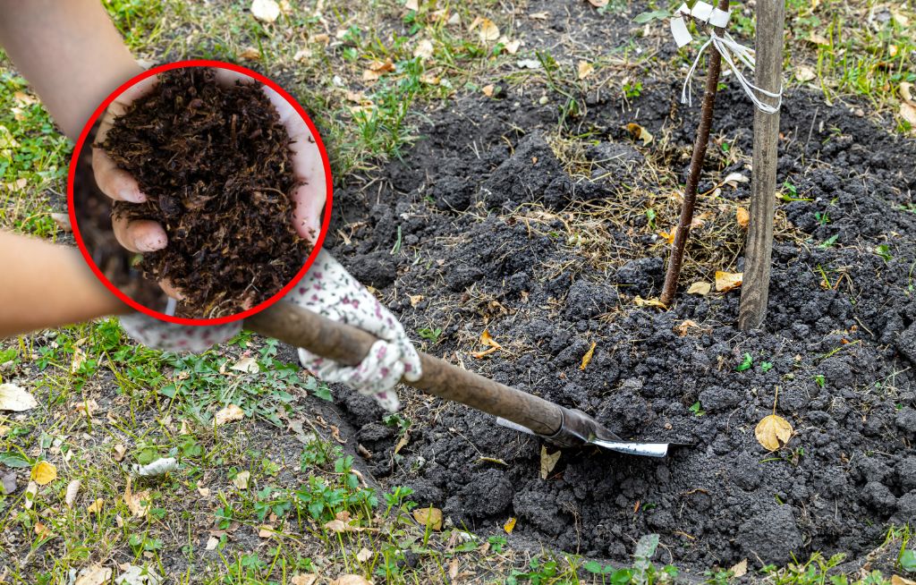 Rozsyp wiosną wokół drzew. W sezonie będą uginać się od owoców