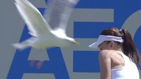 Eastbourne: Radwańska zaatakowana przez... mewę