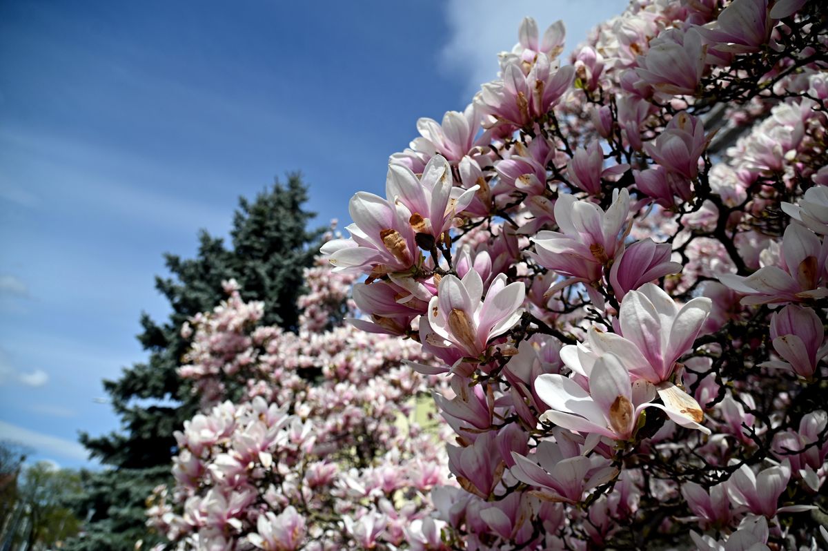 Kwitną już pierwsze kwiaty magnolii 