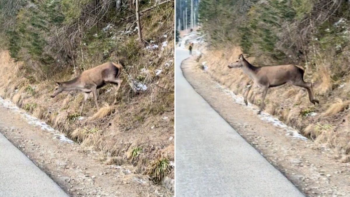 Niezwykłe spotkanie w drodze nad Morskie Oko.
