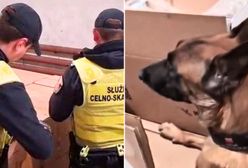 Weszli na prywatną posesję. Magazyn skrywał wielką tajemnicę