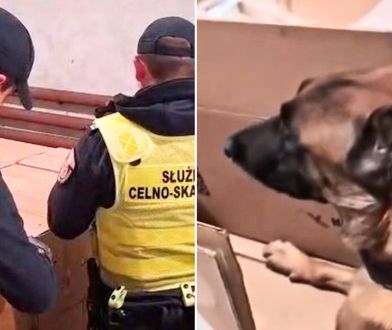 Weszli na prywatną posesję. Magazyn skrywał wielką tajemnicę