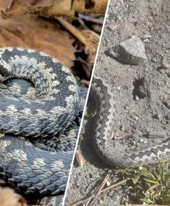 "Ratunku, goni mnie wąż". Turyści kijami walczą ze żmijami