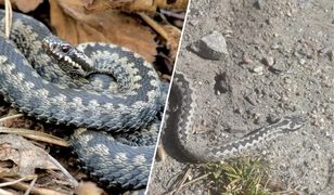 "Ratunku, goni mnie wąż". Turyści kijami walczą ze żmijami