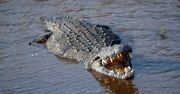 W hiszpańskiej rzece pływa agresywny krokodyl nilowy. Trwają poszukiwania