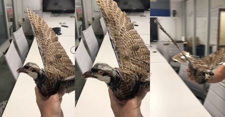 Drony udające ptaki będą nas śledzić. Prototypy już są