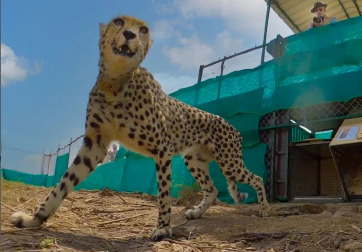 Gepard z Parku Narodowego Kuno nie żyje. To już drugi w ciągu miesiąca