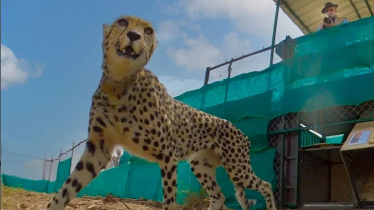 Gepardy w Parku Narodowym Kuno pochodzą z RPA