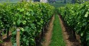 Francja: Zapowiada się winobranie najgorsze od dziesięcioleci