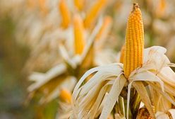 KE wystąpiła o zezwolenie na uprawę kukurydzy GMO 1507