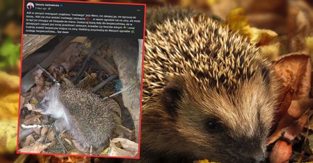 Widzisz w ogrodzie "martwego jeża"? Taki post wstawiła posłanka Danuta Jazłowiecka i się zaczęło.