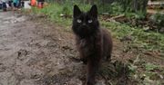 Wielka Brytania. Czarny kot uratował życie swojej 83-letniej właścicielce