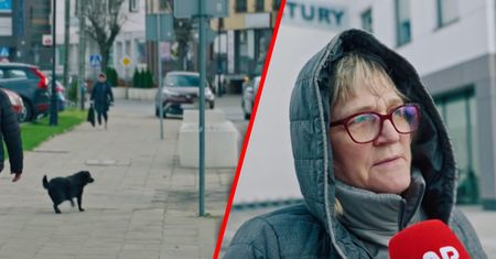 Nowy obowiązek dla właścicieli psów. Polacy podzieleni. "Niedługo i ludzi zaczną czipować"