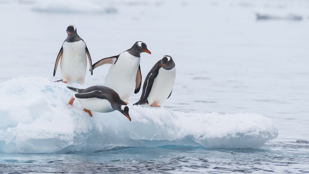 Autorski system plików Microsoftu oficjalnie częścią jądra Linux, fot. Shutterstock.com