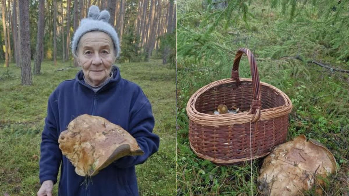 Rekordowy borowik w Puszczy Noteckiej. Tyle ważył