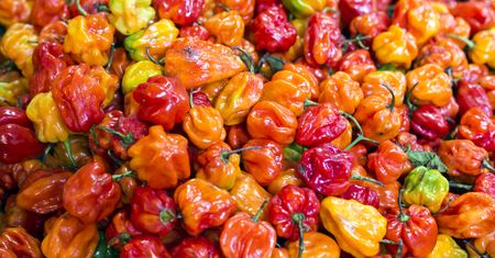 Piekielnie ostra papryczka. Co warto wiedzieć o habanero?