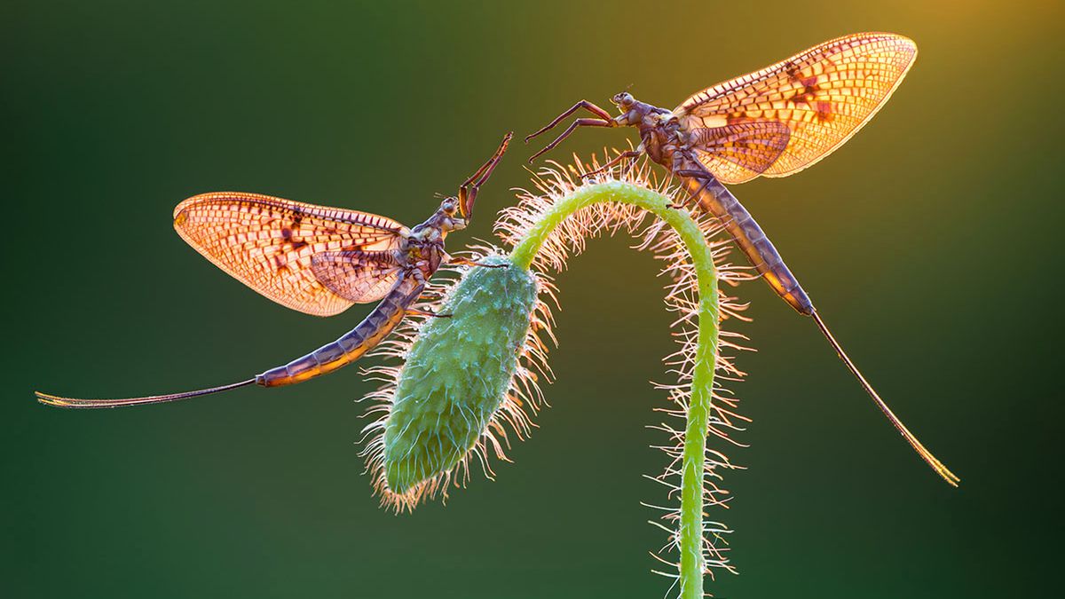 Najlepsze zdjęcia makro 12 edycji konkursu Garden Photographer of the Year 1