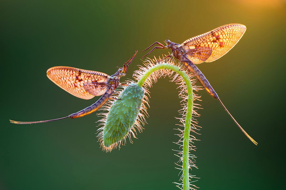 Najlepsze zdjęcia makro 12 edycji konkursu Garden Photographer of the Year