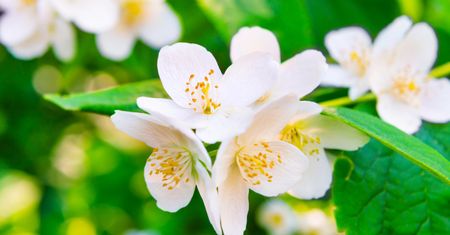 Kwiaty doniczkowe - jaśmin, lawenda, gardenia, sansewieria, aloes, bluszcz zielony