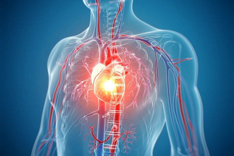 Grafika przedstawiająca serce w klatce piersiowej pochodzi z serwisu Shutterstock