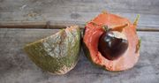 Surowe sapote (owoc)