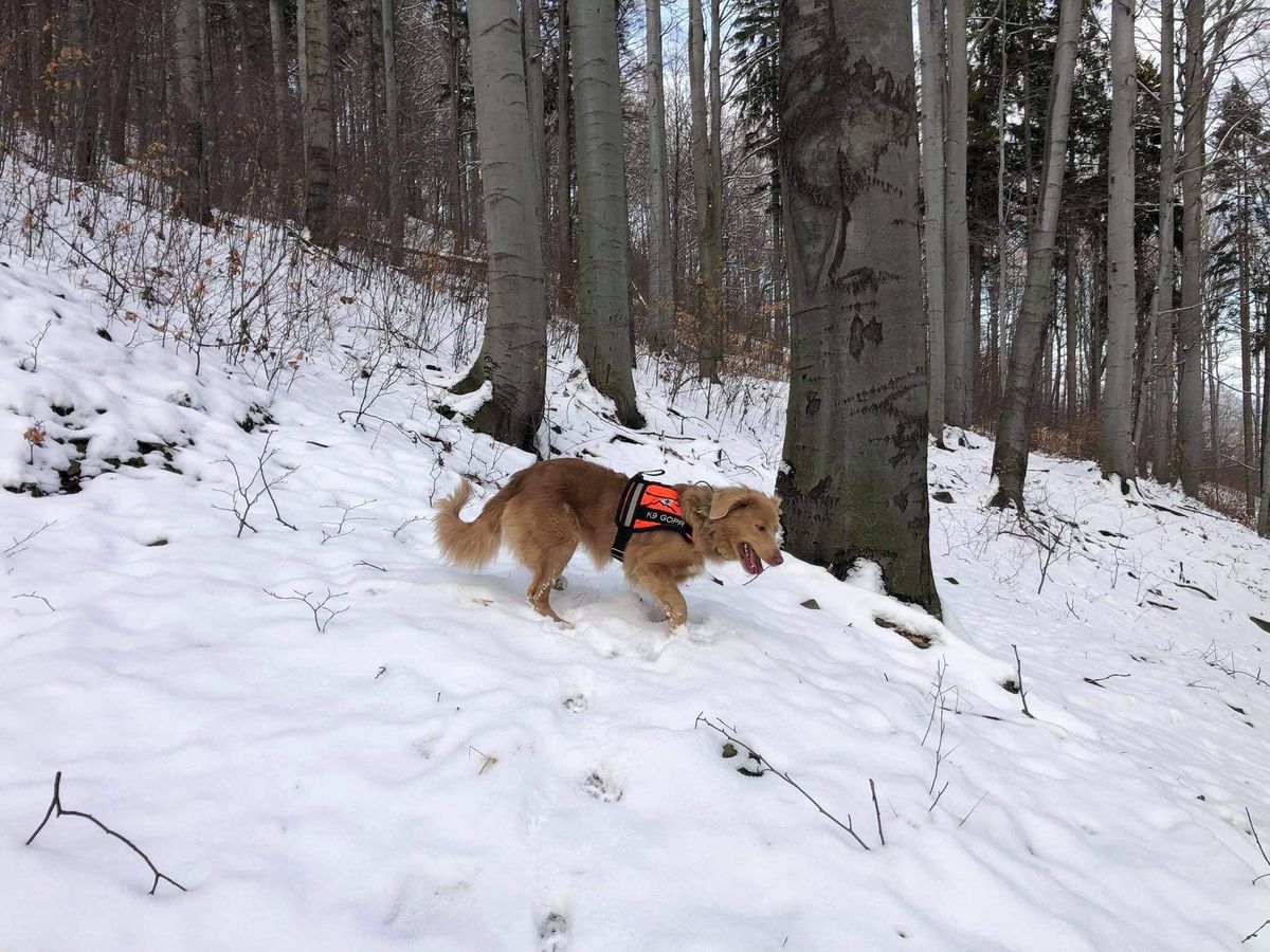 Śląskie. Na stokach Palenicy pies ratowniczy GOPR-u odnalazł zwłoki zaginionego turysty z powiatu bielskiego.