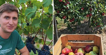 Uczelnia z Lublina zaprasza mieszkańców na samozbiory owoców. Jabłka i winogrona od 3 zł za kilogram