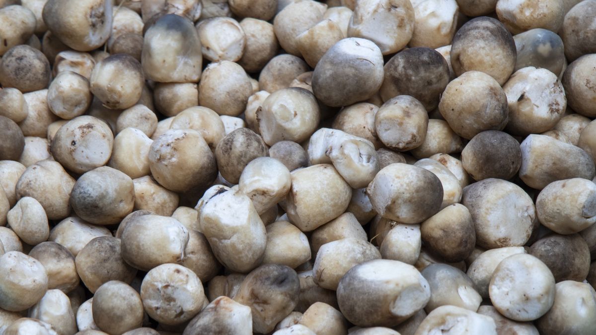 Pieczarki zawierają cenne witaminy z grupy B oraz antyoksydanty