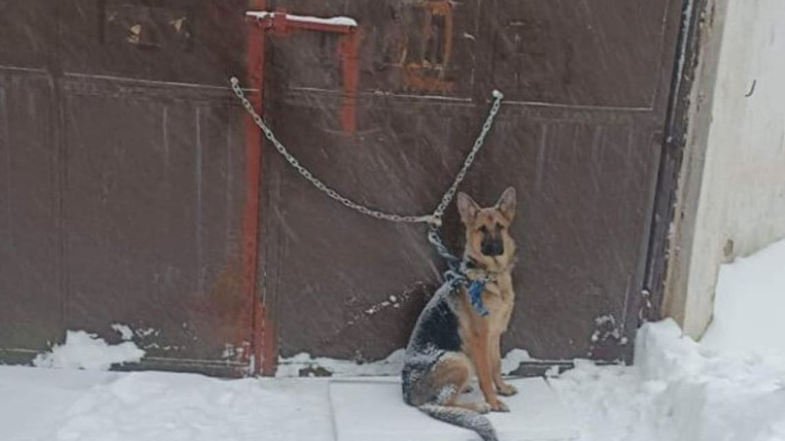 Pies został porzucony w śniegu i mrozie 