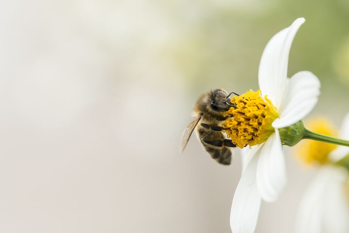 Jad pszczeli ma właściwości lecznicze i używany we właściwy sposób pozytywnie wpływa na cały organizm.