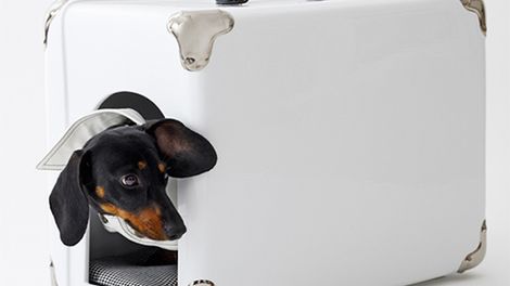 Walizka na zwierzaka 1