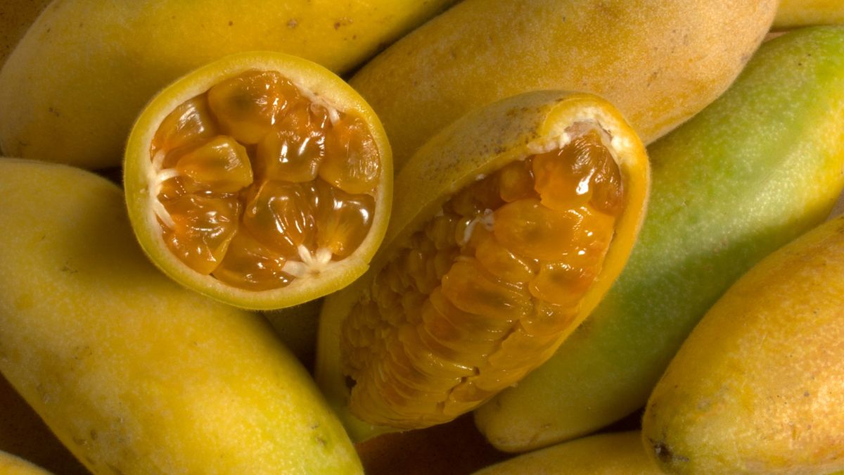 Czy marakuja bananowa jest zdrowa?