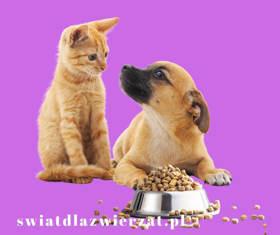 Czy pies może jeść suchą karmę dla kota?