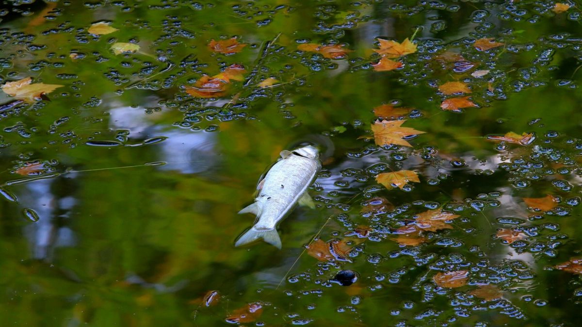 "751 pozwoleń wodnoprawnych wydano na zrzut ścieków do Odry i jej dopływów, głównie Kłodnicy" - donosi "Rzeczpospolita"