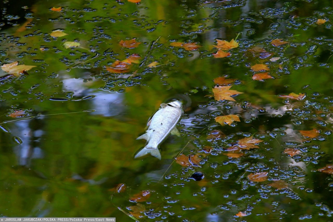 Zrzut ścieków do Odry. Jest gorzej, niż informował rząd