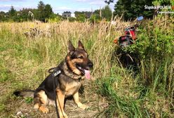 Częstochowa. Czuły nos czworonoga, wytropił motocykle